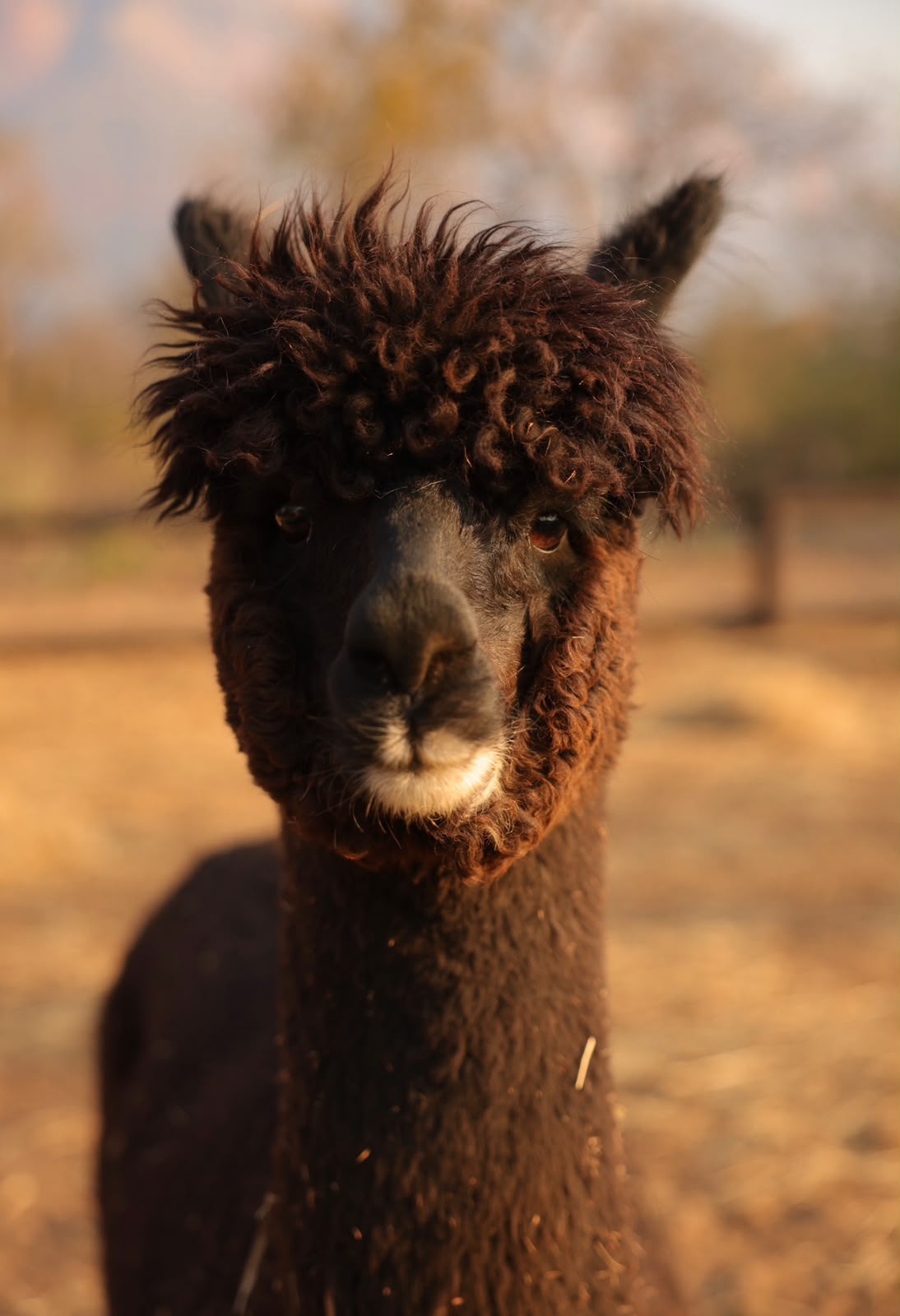 Livy, the black alpaca, in golden afternoon light