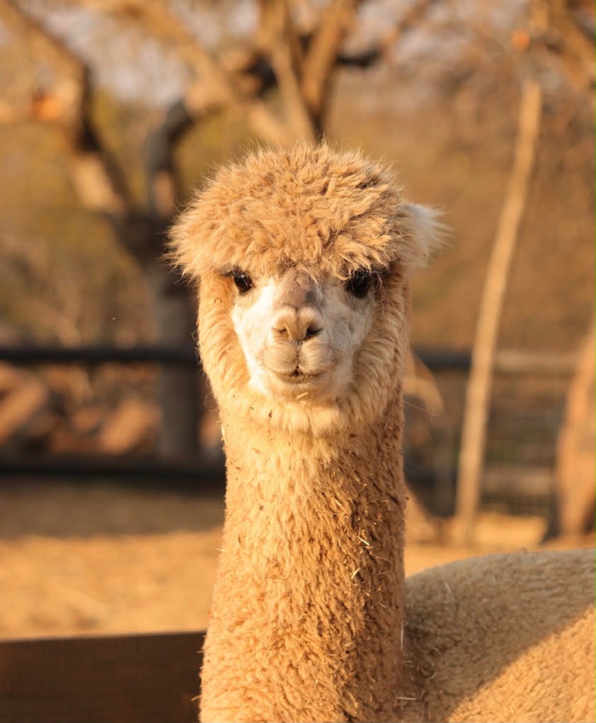 Mara, the light beige alpaca, looking into the camera