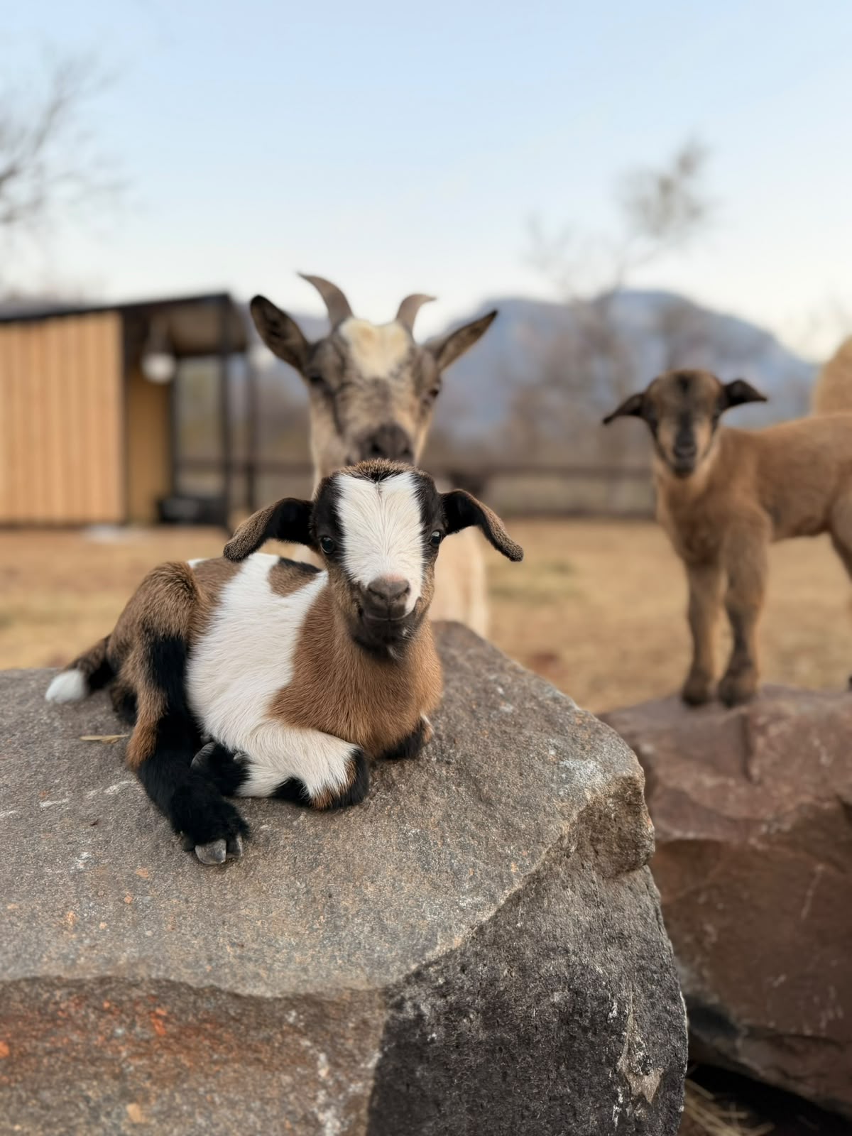 Daisy, the multi-coloured baby goat, resting on a rock