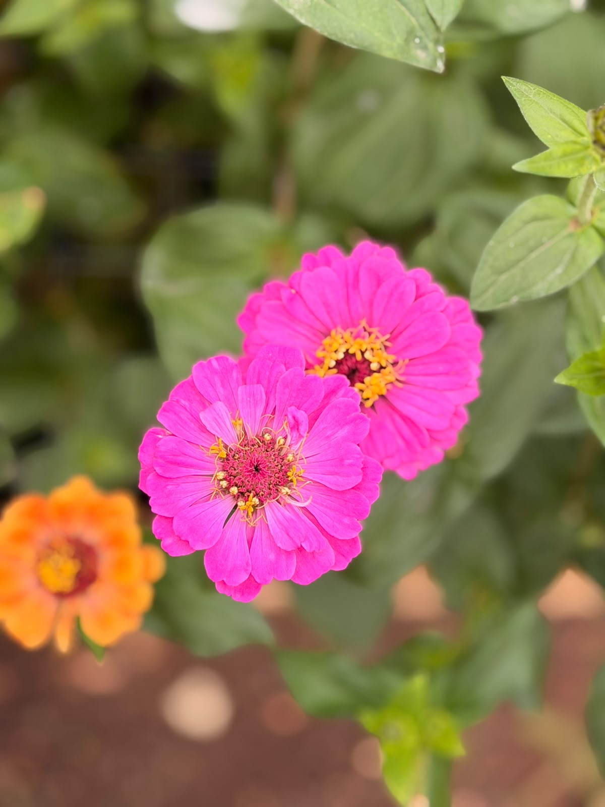 Pink zinnias blooming in the garden