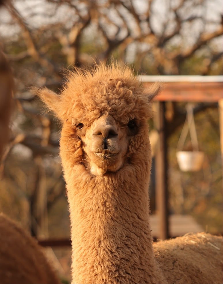 Rob, the dark beige alpaca, smiling at the camera