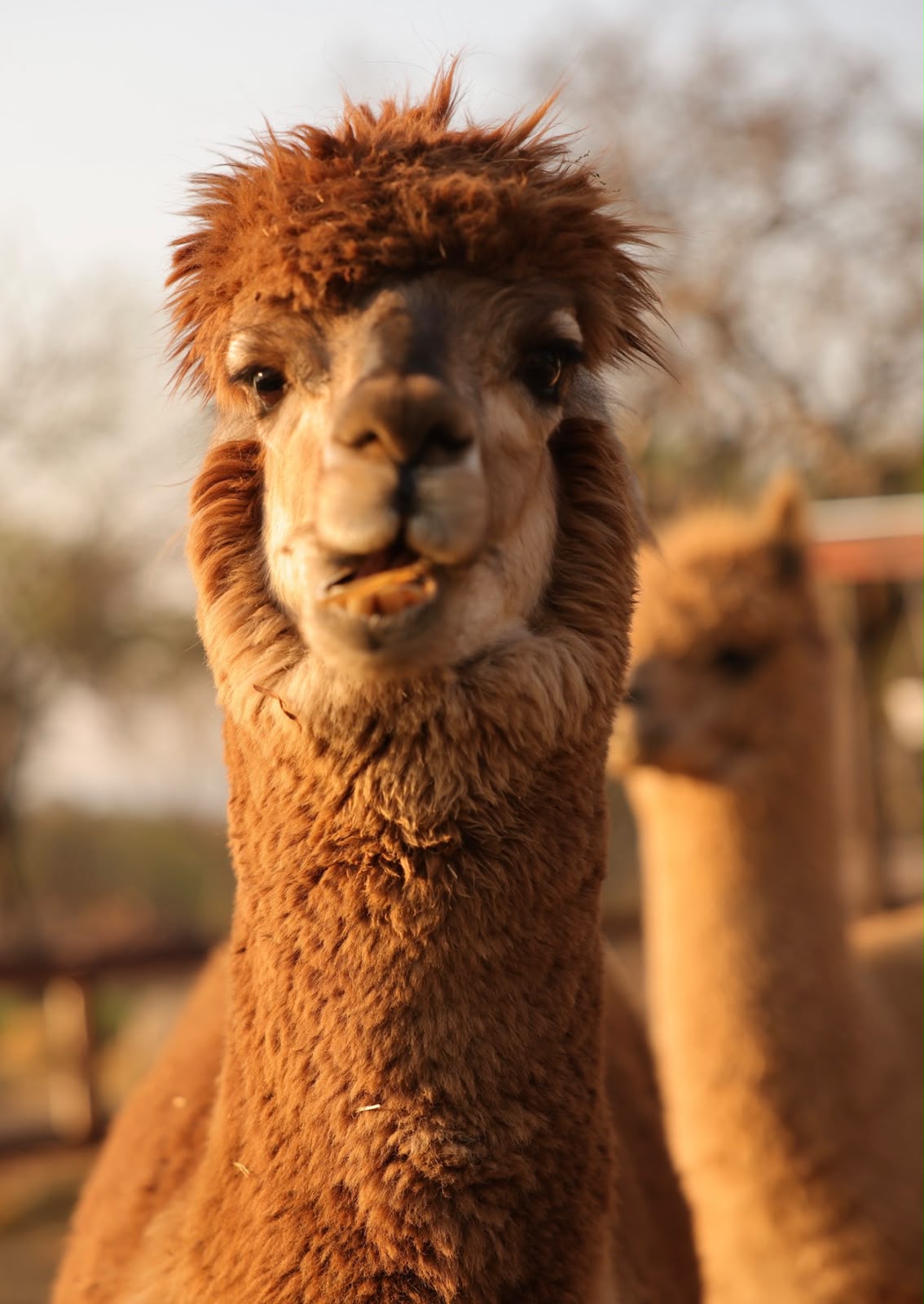Charlie Brown, the brown alpaca, caught mid-snack
