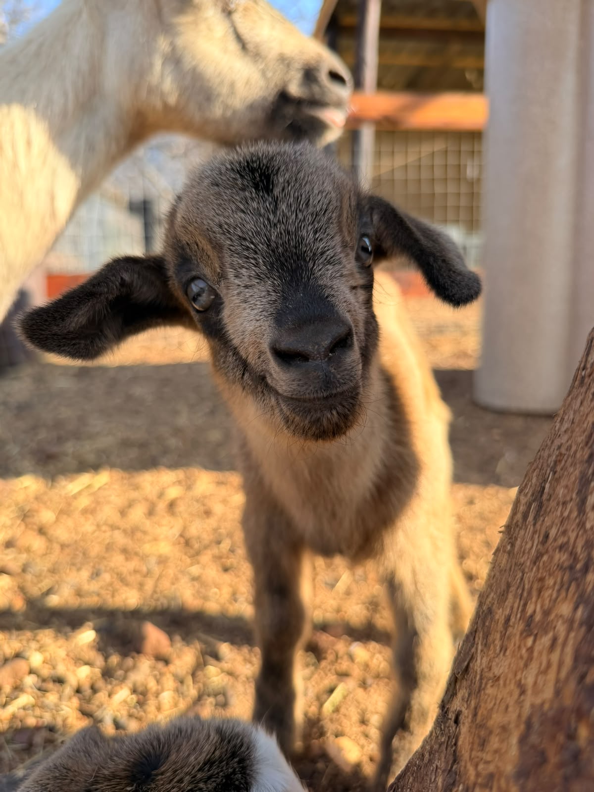 Poppy, the brown goat, looking into the camera