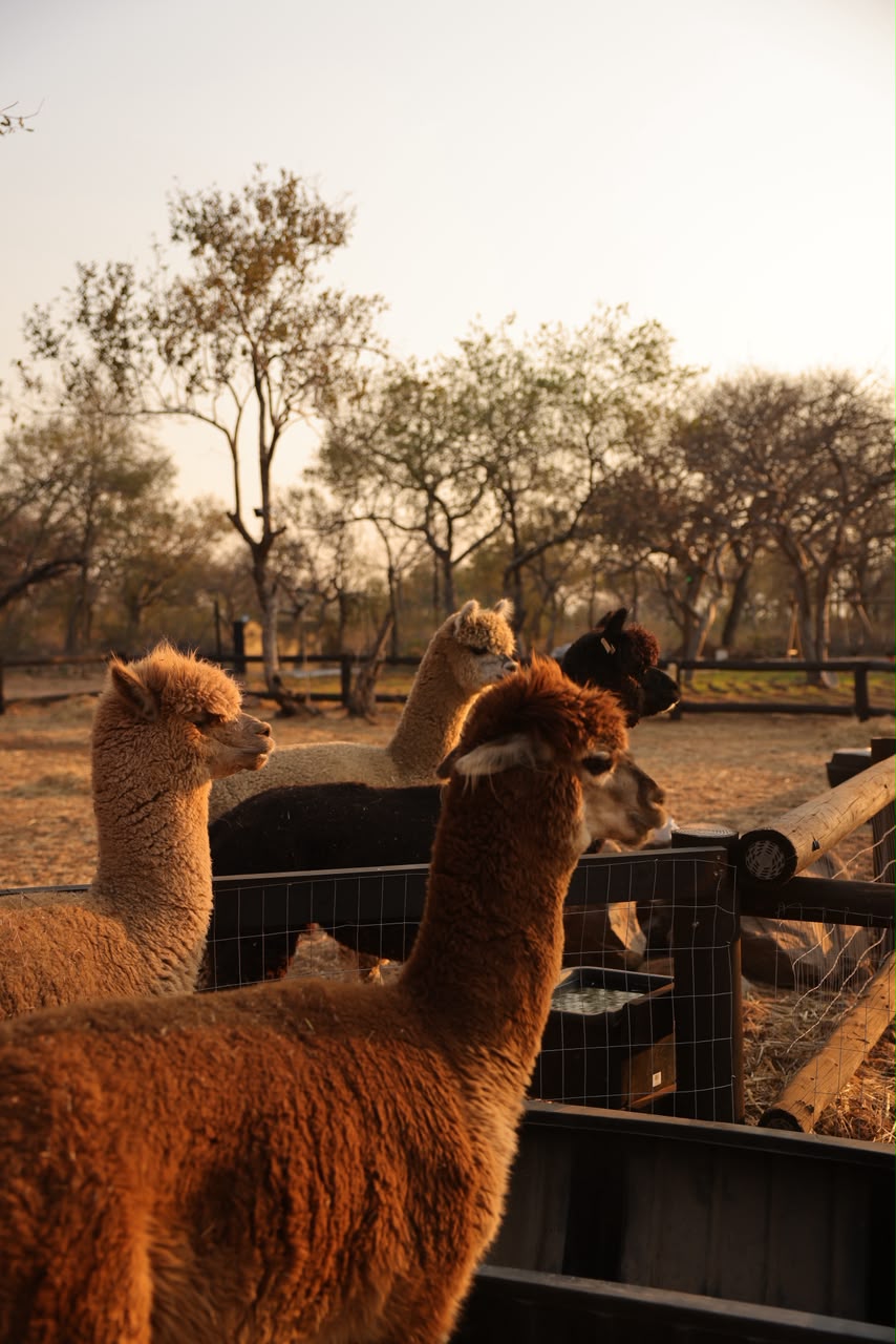 Alpacas in their enclosure at golden hour