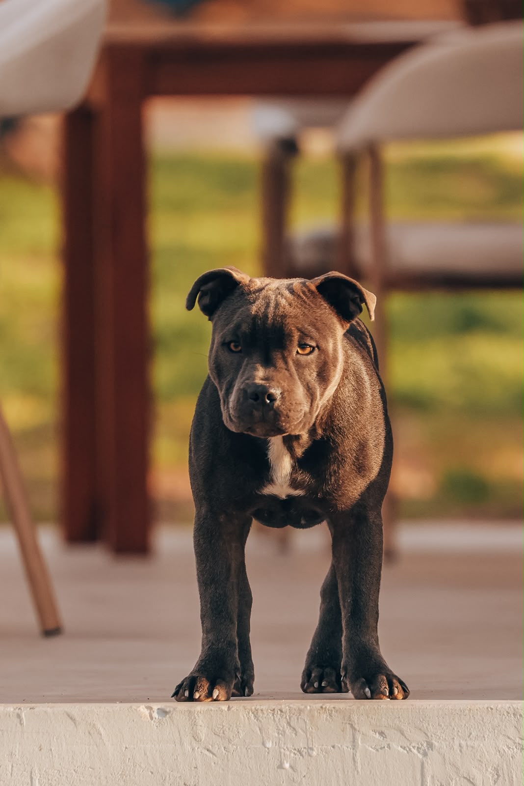 Zoe, the cafe dog, standing on the patio