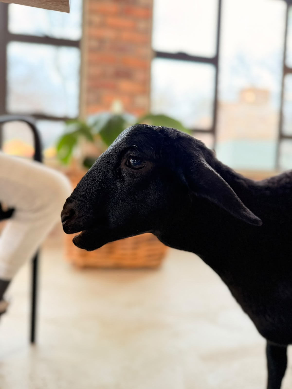Sydney, the black sheep, shown in profile