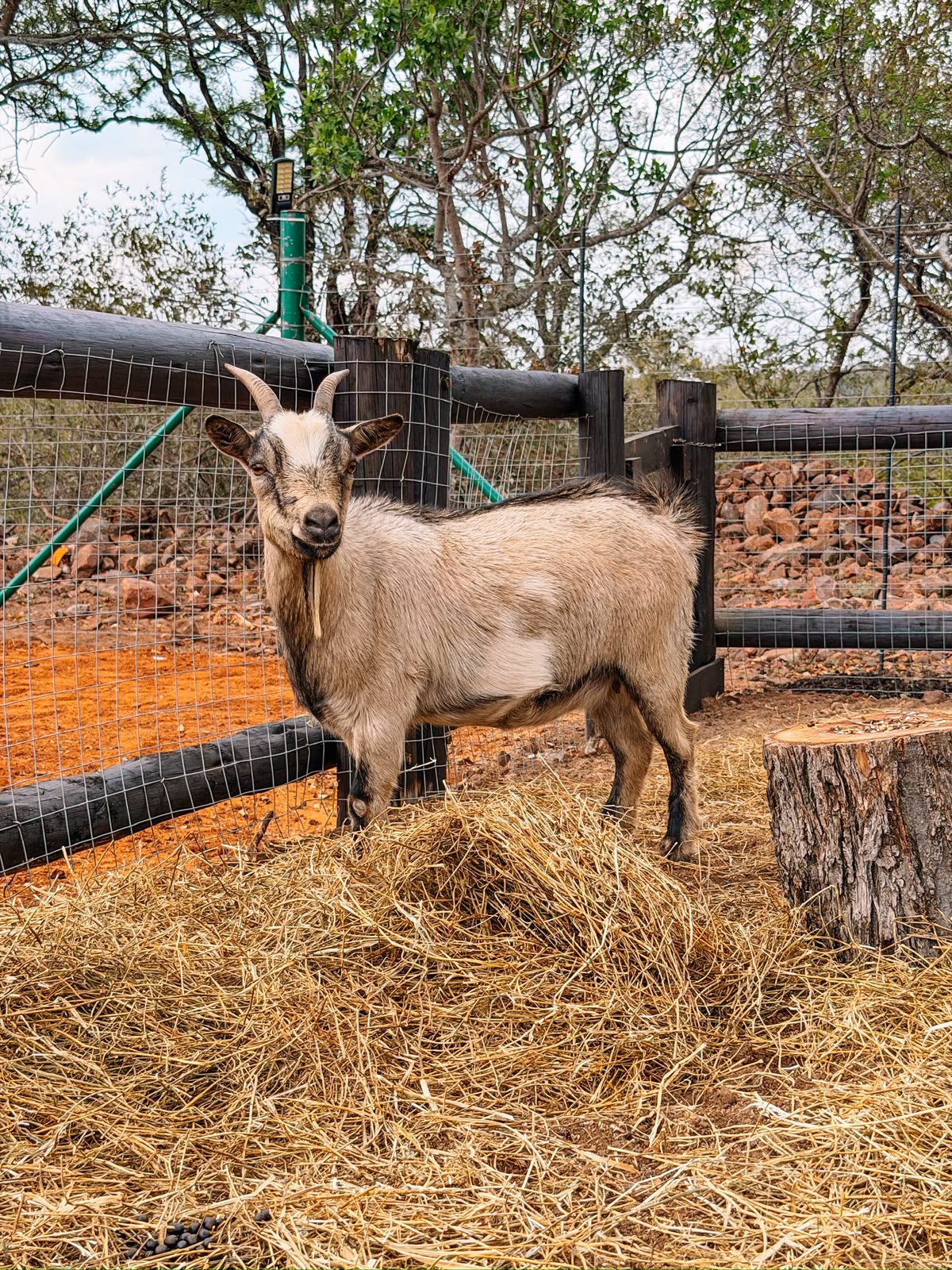 Peaches, the pale cream goat, standing in her enclosure