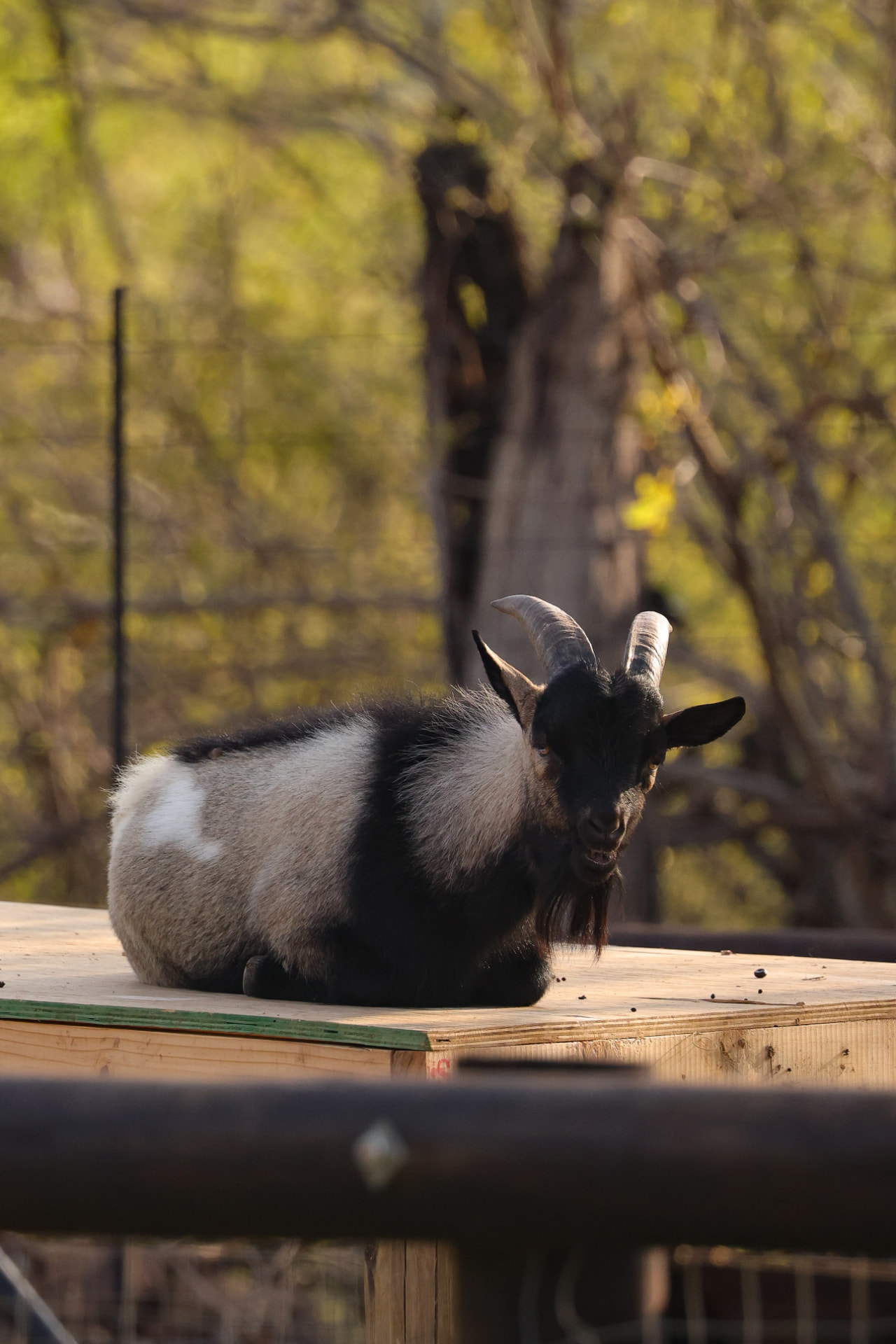 Christiano, the horned goat, resting on a wooden platform in golden light