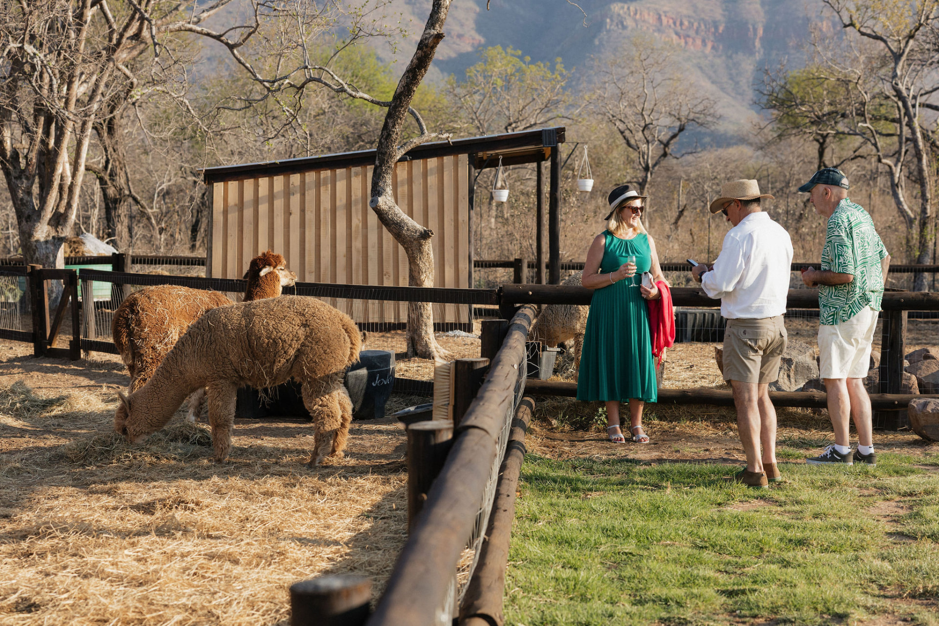 Guests chatting by the paddock fence while alpacas graze nearby