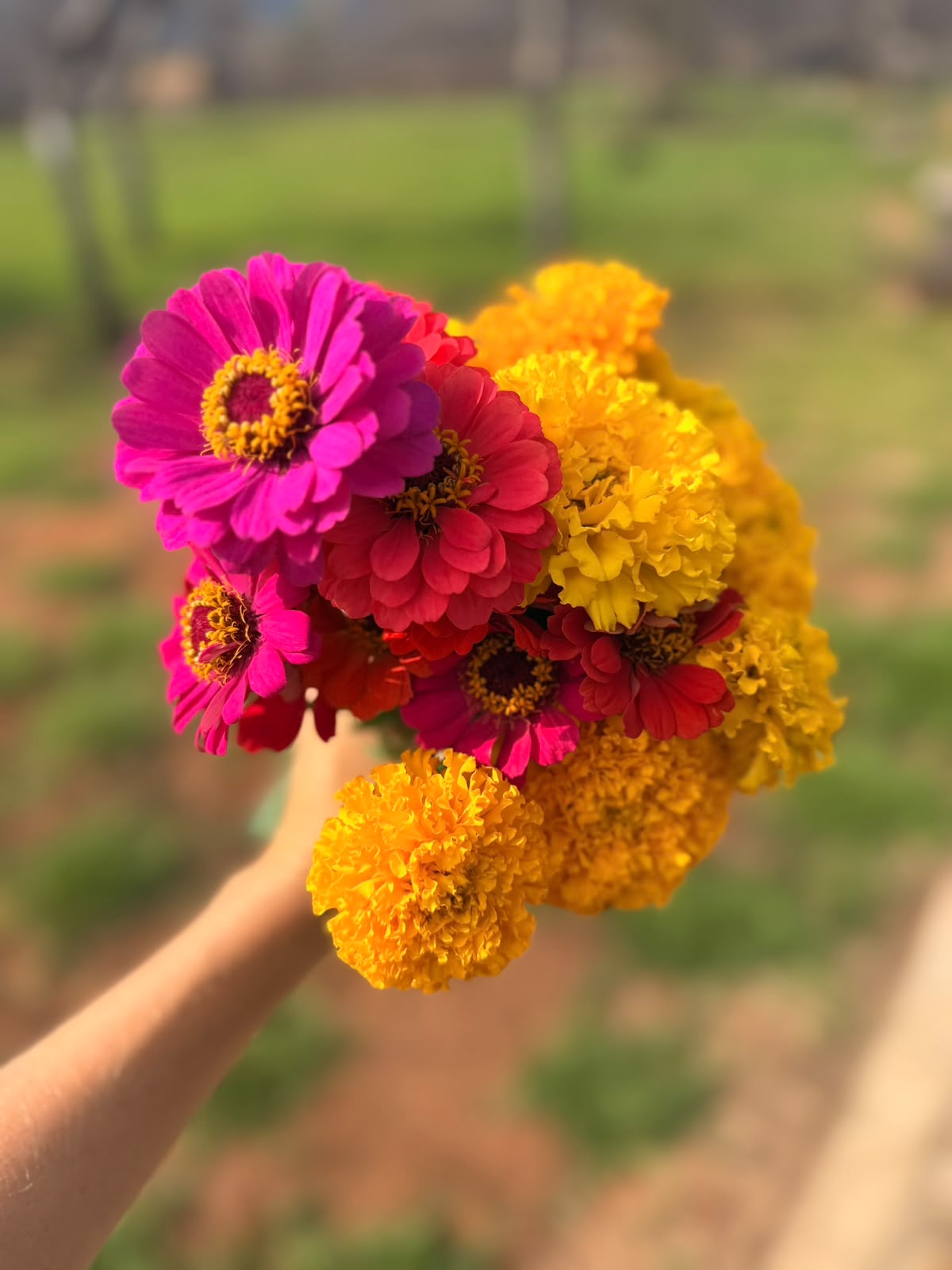 A bouquet of zinnias and marigolds picked on the farm