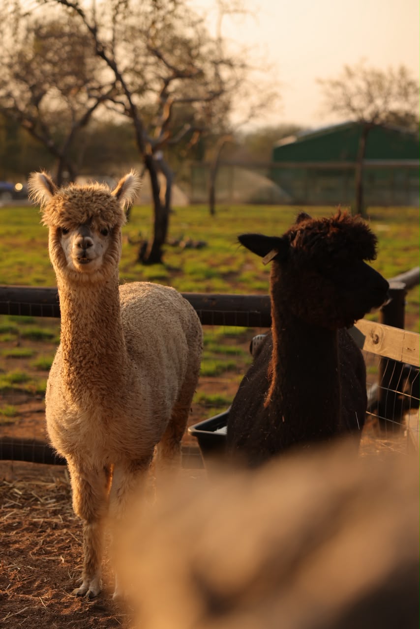 Two alpacas in their enclosure at golden hour on MyAfrica Farm