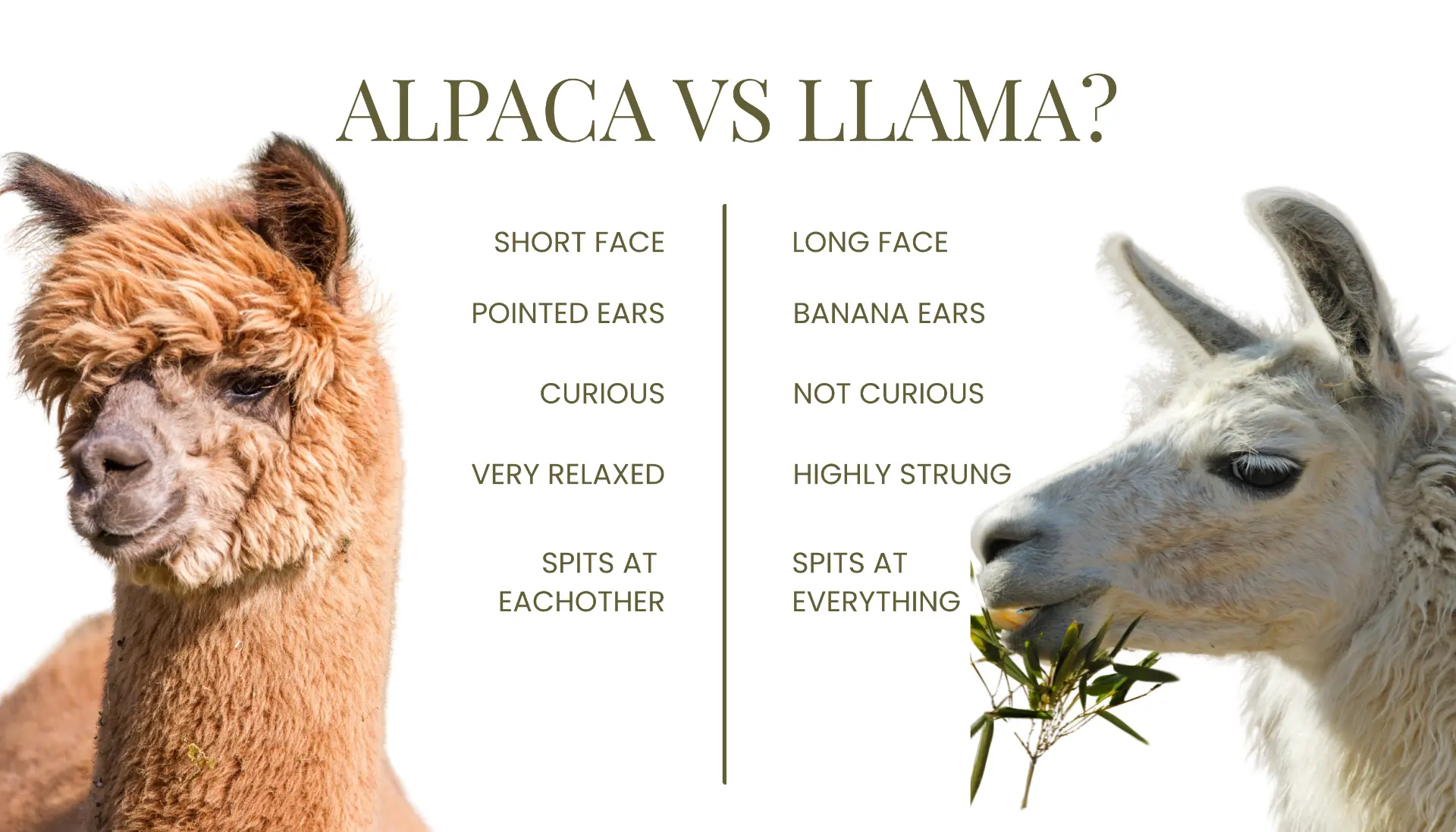 Alpaca versus llama: an alpaca has a short face, pointed ears, is curious and very relaxed, and spits at each other; a llama has a long face, banana ears, is not curious and highly strung, and spits at everything.