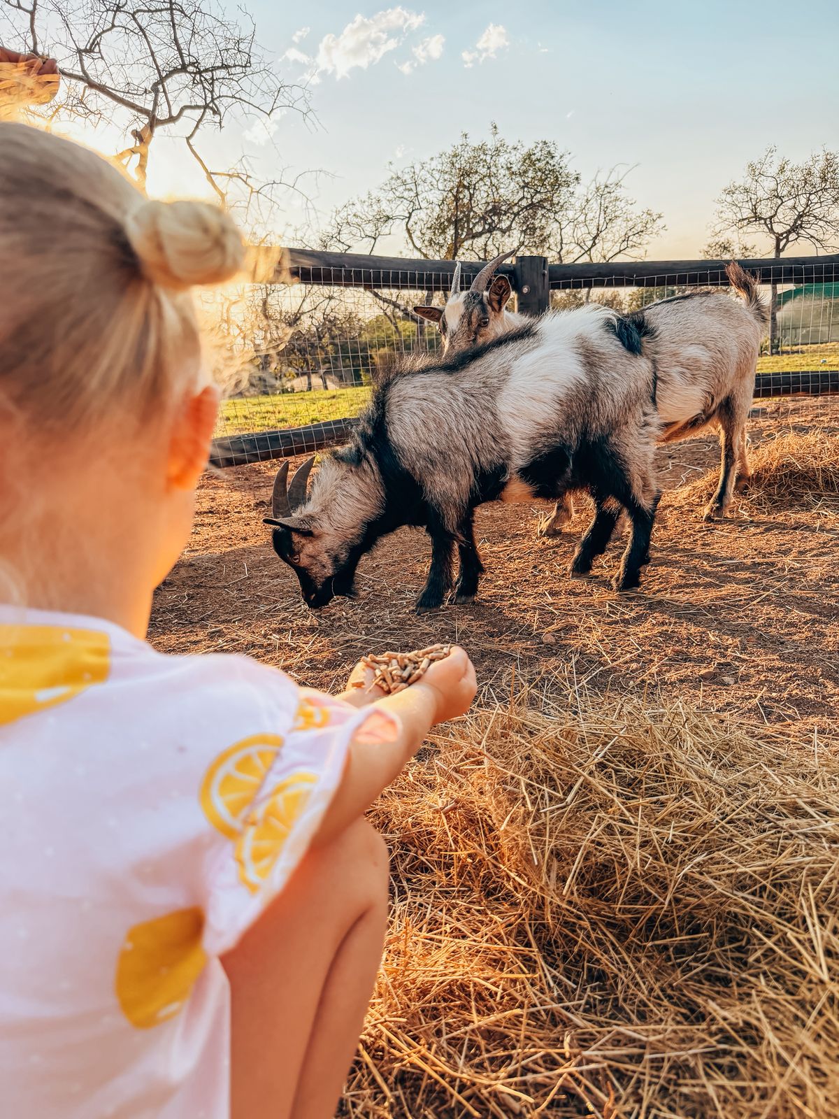 A toddler holding out feed to two goats in the farm paddock at golden hour
