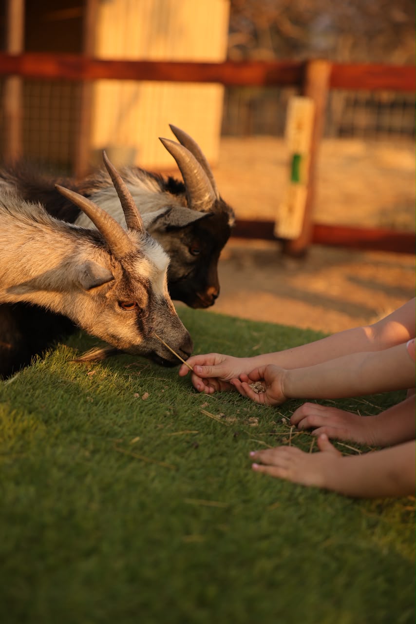 Children feeding the goats at golden hour on the farm